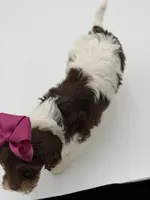 Jasmine F1, a female Cavapoo for sale in Mayfield, KY – Photo 10 of 10