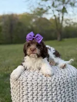 Jasmine F1, a female Cavapoo for sale in Mayfield, KY – Photo 5 of 7