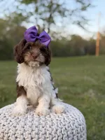 Jasmine F1, a female Cavapoo for sale in Mayfield, KY – Photo 2 of 7