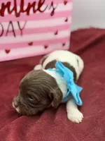 Turquoise , a male Cavapoo for sale in Mayfield, KY – Photo 7 of 7