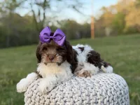 Jasmine F1, a female Cavapoo for sale in Mayfield, KY – Photo 4 of 7