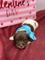 Turquoise , a male Cavapoo for sale in Mayfield, KY – Photo 1 of 7