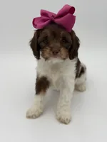 Jasmine F1, a female Cavapoo for sale in Mayfield, KY – Photo 8 of 10