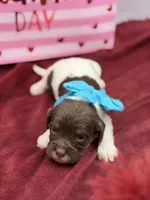 Turquoise , a male Cavapoo for sale in Mayfield, KY – Photo 3 of 7