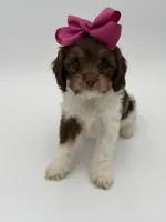 Jasmine F1, a female Cavapoo for sale in Mayfield, KY – Photo 5 of 10