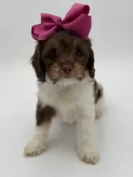 Jasmine F1, a female Cavapoo for sale in Mayfield, KY – Photo 2 of 10