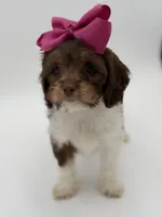 Jasmine F1, a female Cavapoo for sale in Mayfield, KY – Photo 9 of 10