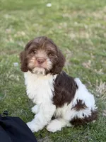 Jasmine F1, a female Cavapoo for sale in Mayfield, KY – Photo 6 of 7