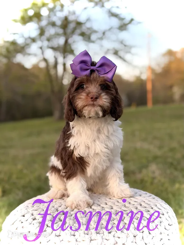 Jasmine F1 – Cavapoo puppy for sale in Mayfield, KY