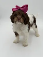 Jasmine F1, a female Cavapoo for sale in Mayfield, KY – Photo 4 of 10