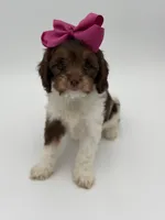 Jasmine F1, a female Cavapoo for sale in Mayfield, KY – Photo 3 of 10