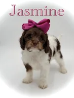 Jasmine F1, a female Cavapoo for sale in Mayfield, KY – Photo 1 of 10