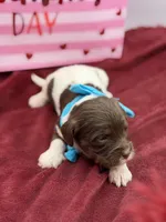 Turquoise , a male Cavapoo for sale in Mayfield, KY – Photo 4 of 7