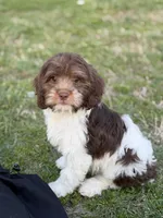 Jasmine F1, a female Cavapoo for sale in Mayfield, KY – Photo 7 of 7