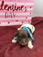 Turquoise , a male Cavapoo for sale in Mayfield, KY – Photo 6 of 7