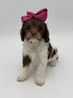 Jasmine F1, a female Cavapoo for sale in Mayfield, KY – Photo 7 of 10