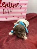 Turquoise , a male Cavapoo for sale in Mayfield, KY – Photo 2 of 7