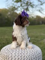 Jasmine F1, a female Cavapoo for sale in Mayfield, KY – Photo 3 of 7