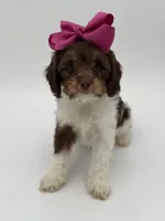 Jasmine F1, a female Cavapoo for sale in Mayfield, KY – Photo 6 of 10