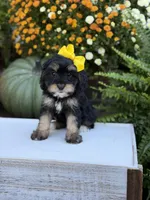 F1 Skeye, a female Cavapoo for sale in Mayfield, KY – 5 of 10