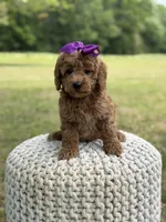 Blanche, a female Miniature Goldendoodle for sale in Mayfield, KY – 10 of 10