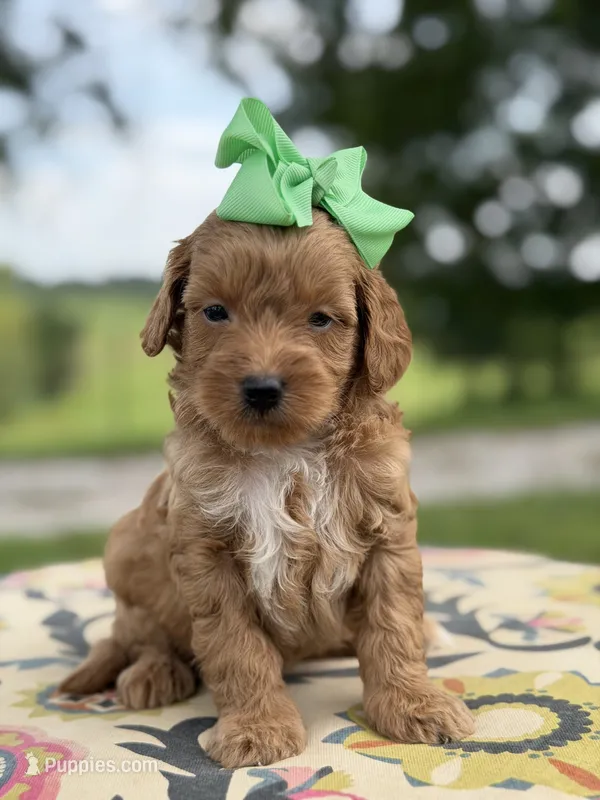 Patty – Miniature Goldendoodle puppy for sale in Mayfield, KY