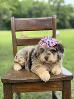 Liberty, a female Miniature Bernedoodle for sale in Mayfield, KY – 5 of 10