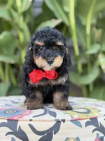 Evan, a male Miniature Bernedoodle for sale in Mayfield, KY – 9 of 10