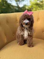Mabel, a female Miniature Goldendoodle for sale in Mayfield, KY – Photo 6 of 10