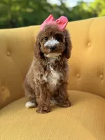 Mabel, a female Miniature Goldendoodle for sale in Mayfield, KY – Photo 8 of 10