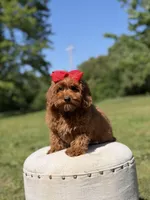 Melody, a female Miniature Goldendoodle for sale in Mayfield, KY – 7 of 10