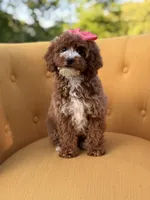 Mabel, a female Miniature Goldendoodle for sale in Mayfield, KY – Photo 5 of 10