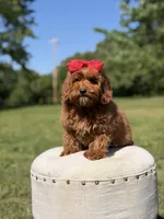 Melody, a female Miniature Goldendoodle for sale in Mayfield, KY – 6 of 10