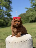 Melody, a female Miniature Goldendoodle for sale in Mayfield, KY – 5 of 10