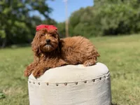 Melody, a female Miniature Goldendoodle for sale in Mayfield, KY – 9 of 10