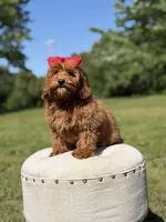Melody, a female Miniature Goldendoodle for sale in Mayfield, KY – 8 of 10