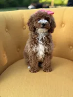 Mabel, a female Miniature Goldendoodle for sale in Mayfield, KY – Photo 9 of 10