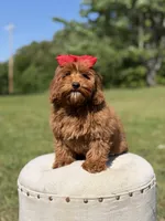 Melody, a female Miniature Goldendoodle for sale in Mayfield, KY – 2 of 10