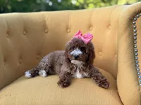 Mabel, a female Miniature Goldendoodle for sale in Mayfield, KY – Photo 10 of 10
