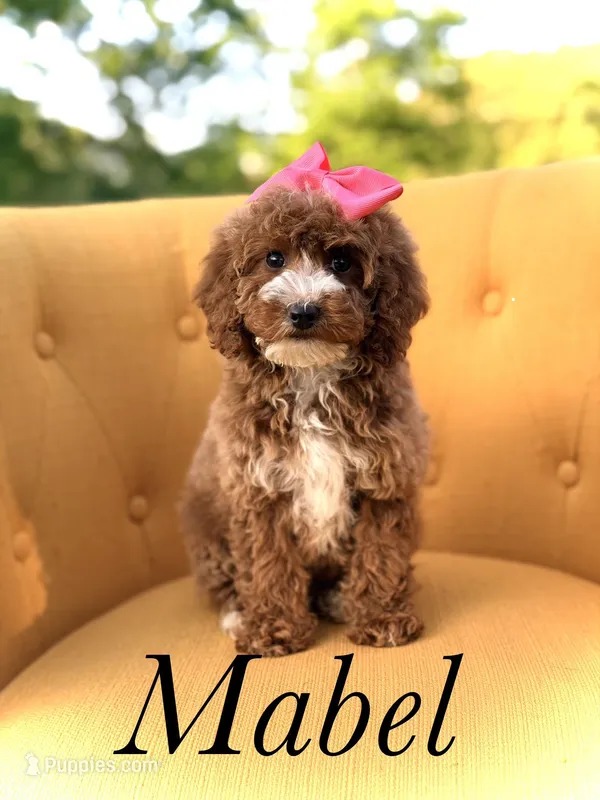 Mabel, a female Miniature Goldendoodle for sale in Mayfield, KY – Photo 1 of 10