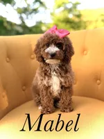 Mabel, a female Miniature Goldendoodle for sale in Mayfield, KY – Photo 1 of 10