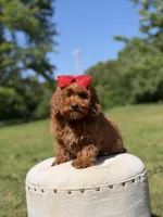 Melody, a female Miniature Goldendoodle for sale in Mayfield, KY – 4 of 10