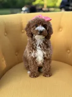 Mabel, a female Miniature Goldendoodle for sale in Mayfield, KY – Photo 3 of 10