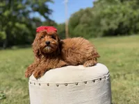Melody, a female Miniature Goldendoodle for sale in Mayfield, KY – 10 of 10
