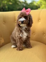 Mabel, a female Miniature Goldendoodle for sale in Mayfield, KY – Photo 7 of 10
