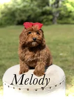 Melody, a female Miniature Goldendoodle for sale in Mayfield, KY – 1 of 10