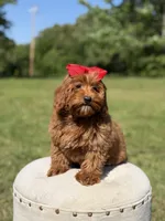 Melody, a female Miniature Goldendoodle for sale in Mayfield, KY – 3 of 10