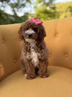 Mabel, a female Miniature Goldendoodle for sale in Mayfield, KY – Photo 4 of 10