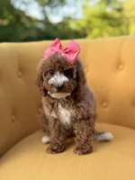 Mabel, a female Miniature Goldendoodle for sale in Mayfield, KY – Photo 2 of 10