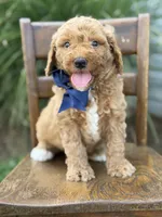Blaze, a male Miniature Goldendoodle for sale in Mayfield, KY – 5 of 5